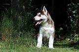 SIBERIAN HUSKY 365